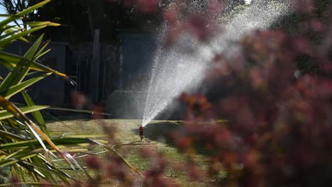 Garden-sprinkler-in-sunlight-plants-in-foreground,-close-focus-and-water-dripping-off-plants