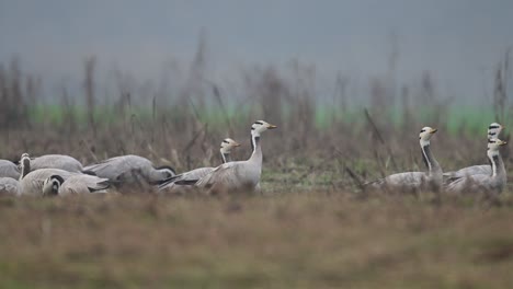 La-Bandada-De-Gansos-Con-Cabeza-De-Barra-Pastando-En-Campos-De-Trigo