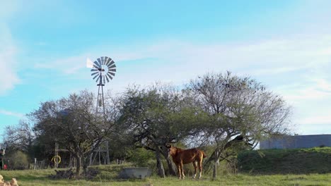 Brown-horse-grazing-in-sunlit-field-with-a-windmill-and-trees-in-the-background,-tranquil-rural-scene