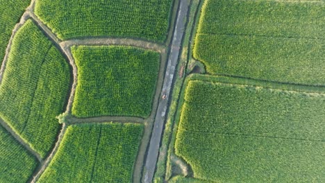 Drohnenaufnahme-Einer-Barfüßigen-Frau-In-Großer-Höhe,-Die-Bei-Sonnenaufgang-Durch-Reisfelder-In-Ubud,-Bali,-Indonesien-Läuft