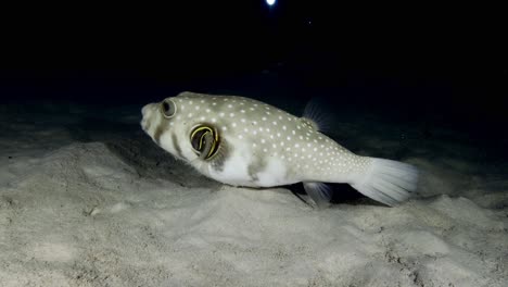 White-spotted-pufferfish-swimming-over-sandy-reef-at-night-in-Mauritius-Island