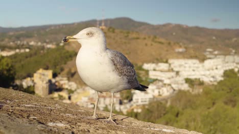 Close-up-of-gull-eating-a-flying's-insect-on-a-wall-with-Spain's-city