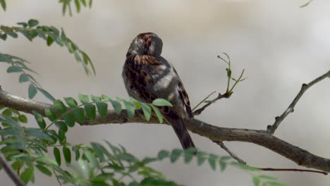 Sparrow-Bird-on-branch-between-moving-leaves-of-tree
