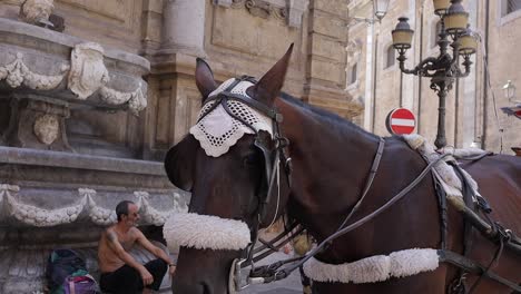 Nahaufnahme-Des-Pferdes-In-Den-Straßen-Von-Palermo