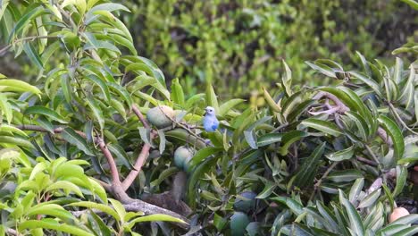 Tangara-Gris-Azul-Saltando-De-Rama-En-Rama-Antes-De-Volar,-Colombia