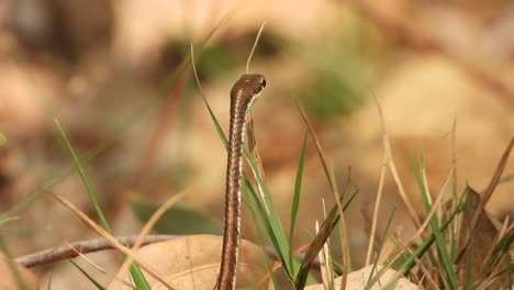 Serpiente-Arbórea-De-Espalda-De-Bronce-En-El-Suelo-Buscando-Comida-