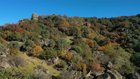 Ascending-flight-with-a-drone-over-a-summit-with-rocks-and-trees-with-autumn-colors-we-see-two-granite-stones-one-on-top-of-the-other-with-a-splendid-blue-sky-on-a-morning-in-Avila-Spain