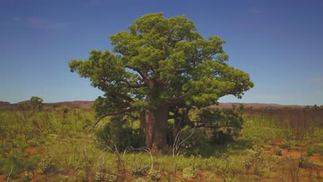 Boab-Baum-Westaustralien-Outback-Kimberley-Landschaft-Drohne-Luftaufnahme-Looma-Camballin-Aborigine-Land-Grün-Regenzeit-Nördliches-Territorium-Faraway-Downs-Under-Broome-Darwin-Fitzroy-Crossing-Kreis-Links-