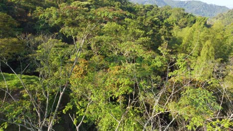 Emerald-rainforest-canopy-unfurls-beneath-a-vibrant-blue-sky