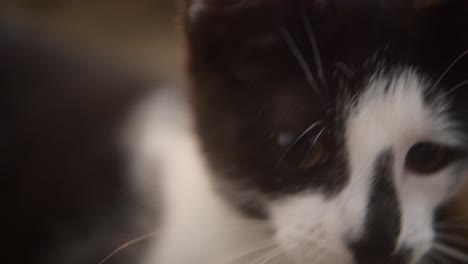 Two-kittens-playing-at-home-close-up-shot