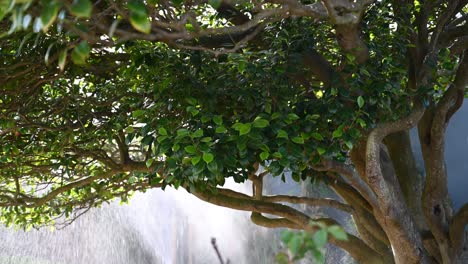 Camelia-tree-dripping-in-water-from-garden-sprinkler-in-sunlight-with-water-sparkling-and-blurred-background