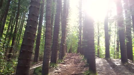 Beautiful-slow-aerial-shot-between-Araucaria-trees-,-Sleeping-giant-trail,-Kauai,-Hawaii