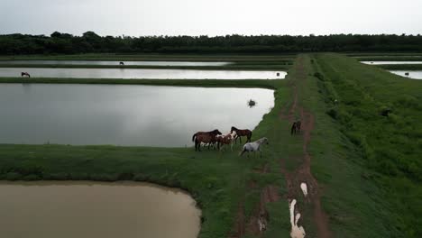 Bird,-heron-and-wild-horses-grazing-along-irrigated-rice-fields,-Bayaguana,-Comatillo-in-Dominican-Republic