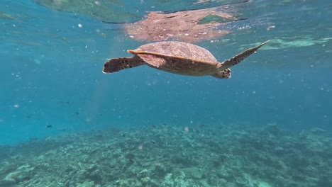 Tortuga-Carey-En-La-Superficie-Para-Respirar,-Nadando-Sobre-Arrecifes-De-Coral