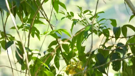 Greater-or-Lesser-Kiskadee-bounces-up-along-leaves-in-La-Vega-Colombia