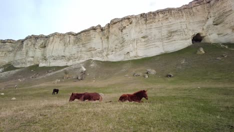 Erleben-Sie-Die-Erhabenheit-Der-Krim,-Während-Sie-In-Diesem-Video-Den-Anblick-Der-Pferde-Genießen,-Die-An-Der-Weißen-Klippe-Grasen-Und-Die-Natürliche-Schönheit-Und-Ruhe-Verkörpern.