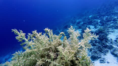 Toma-Pov-De-Plantas-Submarinas-Y-Peces-En-El-Fondo-Del-Mar-Rojo