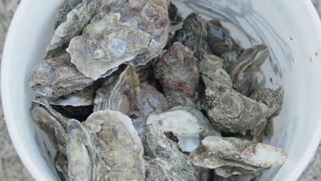 Downward-angle-shot-of-steamed-oyster-shells-in-a-bucket