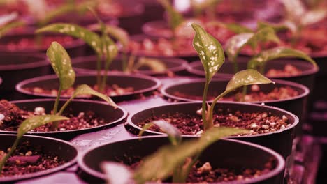 Growing-potted-plants-under-a-pink-grow-light