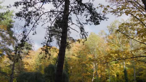 Blick-Nach-Oben-Auf-Das-Herbstliche-Walddach-Vor-Blauem-Himmel-Und-Farbenfrohen-Baumkronen-Im-Herbst