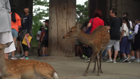 Close-to-the-entrance-of-Toda-ji-temple,-there's-a-lively-interaction-between-deer-and-tourists,-as-children-enjoy-petting-the-deer