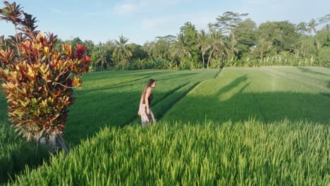 Zeitlupen-Drohnenaufnahme-Einer-Barfüßigen-Frau,-Die-Bei-Sonnenaufgang-Durch-Reisfelder-In-Ubud,-Bali,-Indonesien-Läuft