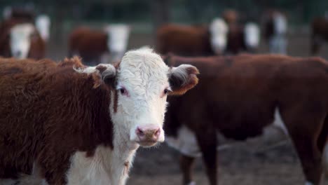 Cattle-herd-on-a-farm-with-a-curious-brown-and-white-cow-looking-at-the-camera,-shallow-depth-of-field