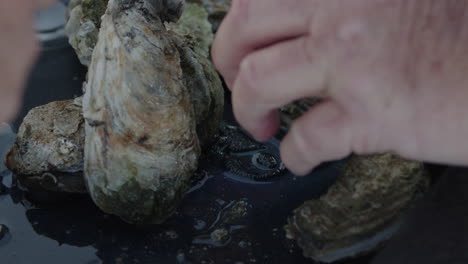 Hands-picking-up-oysters-at-an-oyster-roast