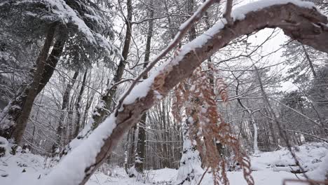 Snow-covered-forest-with-bent-tree-trunks-creating-an-archway,-winter-scene,-natural-light