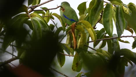 Orange-Chinned-Parakeet-with-blue-feathers-along-wing-tip-edge,-rearview