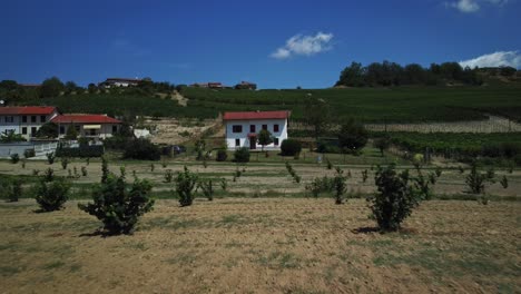 Tiefflug-Mit-Der-Drohne-über-Einem-Weinberg-In-Einer-Typisch-Italienischen-Landschaft