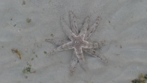 Two-starfish-at-the-bottom-of-the-shallow-sea-on-Koh-Kradan-island,-Thailand