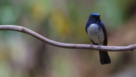 Zooming-in-to-reveal-this-lovely-blue-bird-on-the-vine-looking-to-the-right,-Hainan-Blue-Flycatcher-Cyornis-hainanus,-Thailand