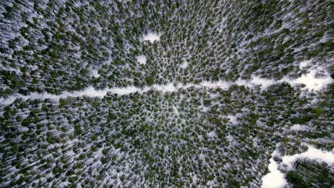 Vista-Aérea-De-Un-Bosque-Cubierto-De-Nieve-Con-árboles-Altos-Y-Verdes-Y-Un-Río-Sinuoso-Que-Lo-Atraviesa,-Capturada-En-Un-Claro-Día-De-Invierno