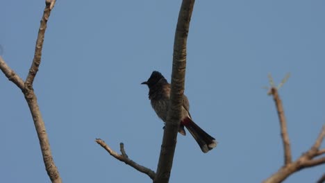 Red-Vented-Bulbul-relaxing-on-tree-