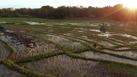 überflutete-Reisfelder-In-Der-Tropischen-Regenzeit-Mit-Abendrot-Und-Wasserspiegelung-In-Canggu,-Bali,-Indonesien