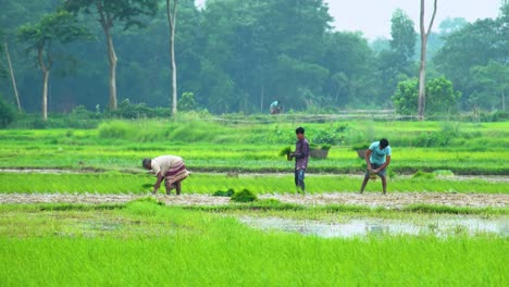 Scene-Of-Farmers-Planting-Rice-Seedlings-In-Farmlands-In-Bangladesh,-South-Asia