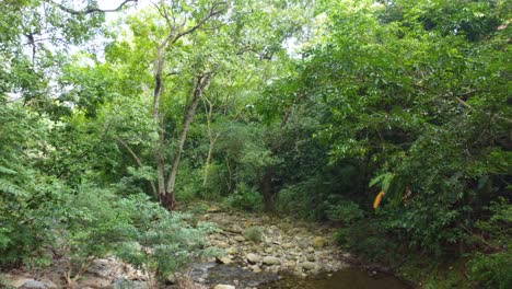 Luscious-tropical-green-forest-jungle-with-calm-river-bed-rises-below-dense-tree-canopy-in-Santa-Marta-Magdalena-Colombia