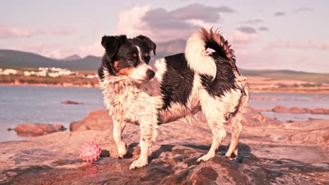 Small-black-and-white-terrier-dog-breed-with-her-ball-standing-on-a-rock-near-a-lake