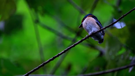 Looking-towards-its-right-wing-while-seen-from-under-perching-on-a-branch,-Banded-Kingfisher-Lacedo-pulchella,-Thailand