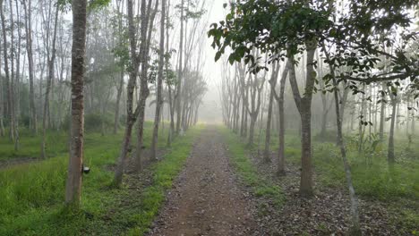 Plantación-De-Caucho-Del-Sur-De-Tailandia-En-Una-Niebla-Matutina