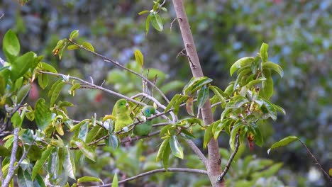 Pair-of-Orange-Chinned-Parakeets-nudging-each-other-in-courtship