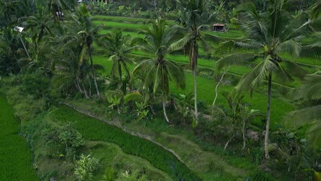 Una-Serena-Vista-Aérea-De-Exuberantes-Terrazas-De-Arroz-Verdes-Con-Altas-Palmeras-De-Coco