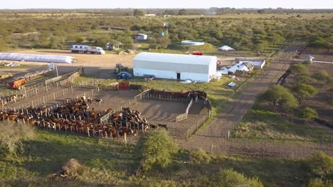 Eine-Rinderfarm-Bei-Sonnenaufgang-Mit-Kühen-In-Ställen-Und-Auf-Der-Weide,-Rustikale-Umgebung,-Luftaufnahme