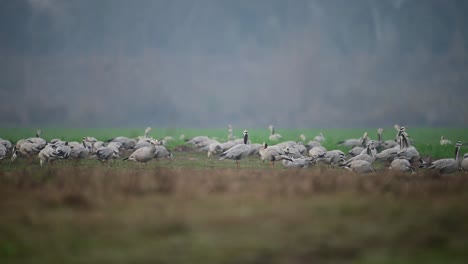 La-Gran-Bandada-De-Gansos-En-Los-Campos