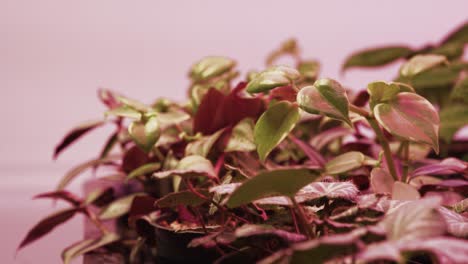 Pothos-Verde-Bajo-Luz-Rosa-Creciente-En-Invernadero