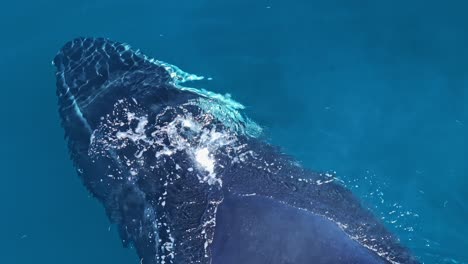 Close-up-aerial-overhead-on-blowholes-of-humpback-whale-spouting-in-azure-ocean