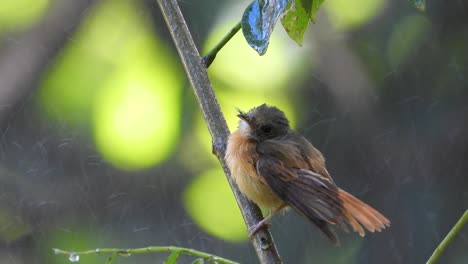 Ruddy-Tailed-Flycatcher-Shaking-Wet-Feathers-in-Heavy-Rain-Storm
