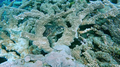 sleeping-sea-turtle-on-coral-reef