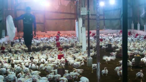 Junger-Mann-Füttert-Eine-Gruppe-Von-Masthühnern-In-Einer-Riesigen-Geflügelindustrie-Scheune